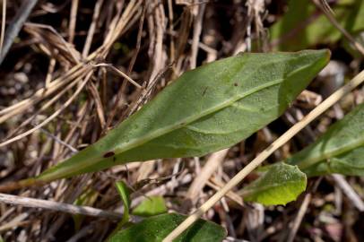 Fotografia da espécie Aetheorhiza bulbosa subesp. bulbosa