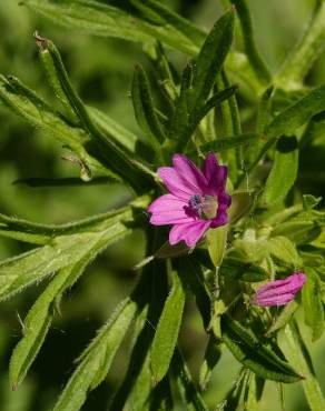 Fotografia 17 da espécie Geranium dissectum no Jardim Botânico UTAD