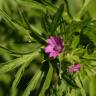 Fotografia 17 da espécie Geranium dissectum do Jardim Botânico UTAD