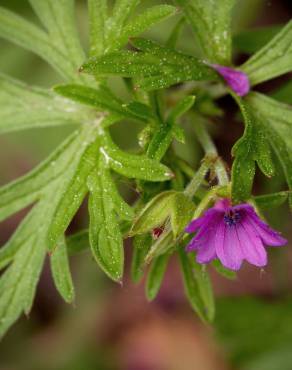 Fotografia 18 da espécie Geranium dissectum no Jardim Botânico UTAD