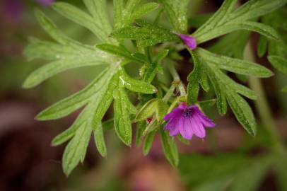 Fotografia da espécie Geranium dissectum