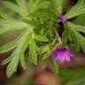 Fotografia 18 da espécie Geranium dissectum do Jardim Botânico UTAD