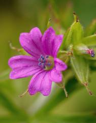 Geranium dissectum