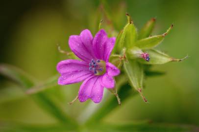 Fotografia da espécie Geranium dissectum