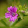 Fotografia 1 da espécie Geranium dissectum do Jardim Botânico UTAD