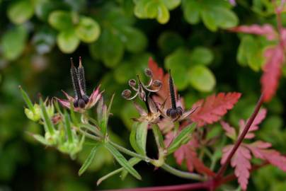 Fotografia da espécie Geranium dissectum