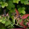 Fotografia 19 da espécie Geranium dissectum do Jardim Botânico UTAD