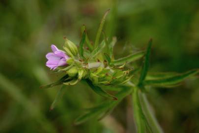Fotografia da espécie Geranium dissectum