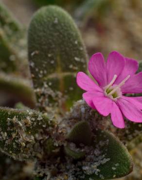 Fotografia 8 da espécie Silene littorea subesp. littorea no Jardim Botânico UTAD