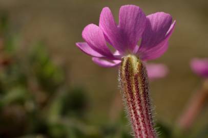 Fotografia da espécie Silene littorea subesp. littorea