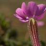 Fotografia 9 da espécie Silene littorea subesp. littorea do Jardim Botânico UTAD