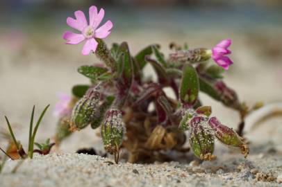 Fotografia da espécie Silene littorea subesp. littorea