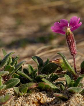 Fotografia 13 da espécie Silene littorea subesp. littorea no Jardim Botânico UTAD