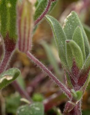 Fotografia 14 da espécie Silene littorea subesp. littorea no Jardim Botânico UTAD