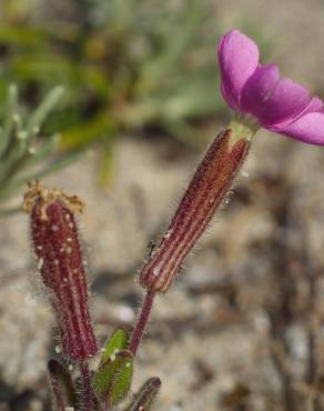 Fotografia 16 da espécie Silene littorea subesp. littorea no Jardim Botânico UTAD