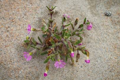 Fotografia da espécie Silene littorea subesp. littorea