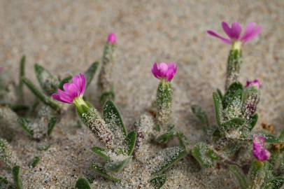 Fotografia da espécie Silene littorea subesp. littorea