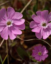 Fotografia da espécie Silene littorea