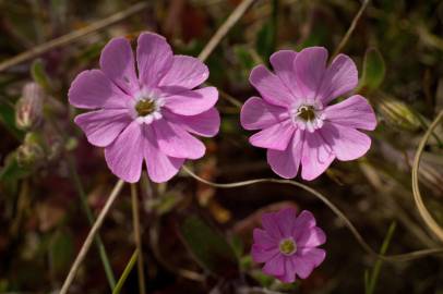 Fotografia da espécie Silene littorea subesp. littorea