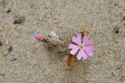 Fotografia da espécie Silene littorea subesp. littorea