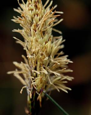 Fotografia 6 da espécie Carex binervis no Jardim Botânico UTAD