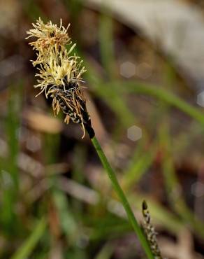 Fotografia 7 da espécie Carex binervis no Jardim Botânico UTAD
