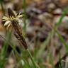 Fotografia 8 da espécie Carex binervis do Jardim Botânico UTAD