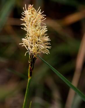 Fotografia 9 da espécie Carex binervis no Jardim Botânico UTAD