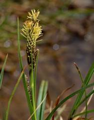 Carex binervis