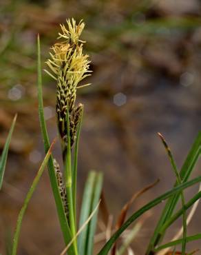 Fotografia 1 da espécie Carex binervis no Jardim Botânico UTAD