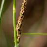 Fotografia 12 da espécie Carex binervis do Jardim Botânico UTAD