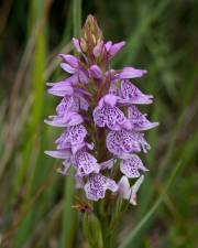 Fotografia da espécie Dactylorhiza maculata