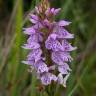 Fotografia 1 da espécie Dactylorhiza maculata do Jardim Botânico UTAD