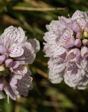 Fotografia 3 da espécie Dactylorhiza maculata no Jardim Botânico UTAD