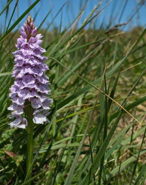 Fotografia 4 da espécie Dactylorhiza maculata no Jardim Botânico UTAD