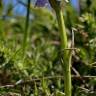 Fotografia 5 da espécie Dactylorhiza maculata do Jardim Botânico UTAD