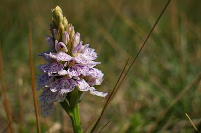 Fotografia da espécie Dactylorhiza maculata