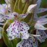 Fotografia 11 da espécie Dactylorhiza maculata do Jardim Botânico UTAD