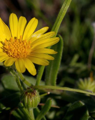 Fotografia de capa Calendula suffruticosa subesp. algarbiensis - do Jardim Botânico