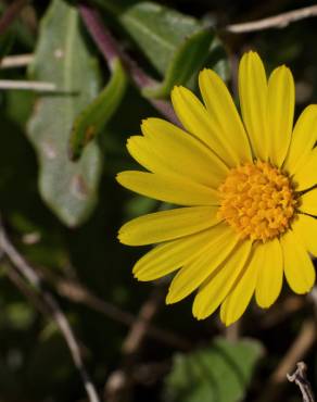 Fotografia 4 da espécie Calendula suffruticosa subesp. algarbiensis no Jardim Botânico UTAD