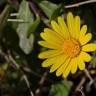 Fotografia 4 da espécie Calendula suffruticosa subesp. algarbiensis do Jardim Botânico UTAD