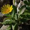 Fotografia 5 da espécie Calendula suffruticosa subesp. algarbiensis do Jardim Botânico UTAD