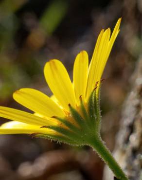 Fotografia 6 da espécie Calendula suffruticosa subesp. algarbiensis no Jardim Botânico UTAD