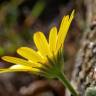 Fotografia 6 da espécie Calendula suffruticosa subesp. algarbiensis do Jardim Botânico UTAD