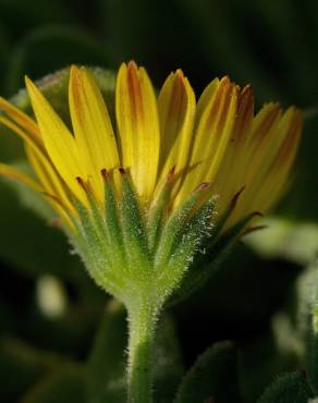 Fotografia 8 da espécie Calendula suffruticosa subesp. algarbiensis no Jardim Botânico UTAD