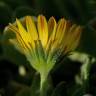 Fotografia 8 da espécie Calendula suffruticosa subesp. algarbiensis do Jardim Botânico UTAD