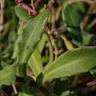 Fotografia 9 da espécie Calendula suffruticosa subesp. algarbiensis do Jardim Botânico UTAD