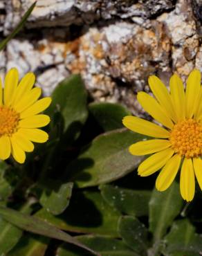 Fotografia 12 da espécie Calendula suffruticosa subesp. algarbiensis no Jardim Botânico UTAD