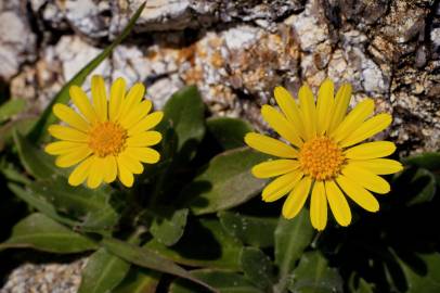 Fotografia da espécie Calendula suffruticosa subesp. algarbiensis