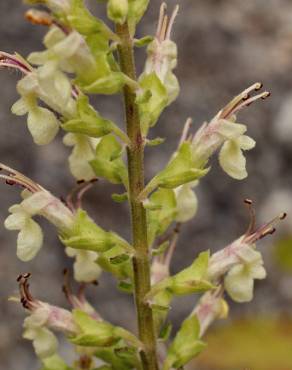 Fotografia 6 da espécie Teucrium scorodonia subesp. scorodonia no Jardim Botânico UTAD